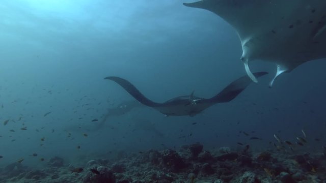 Group of Reef Manta Rays (Mobula alfredi, Manta alfredi) swims circling over the reef, Indian Ocean, Maldives
