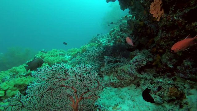 Life under cornice coral reef - Indian Ocean, Maldives
