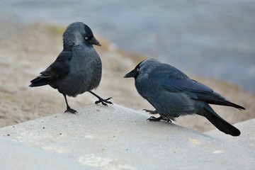 Two black and grey jackdaws standing together in a funny pose on piece of stone, blurry blue and brown background