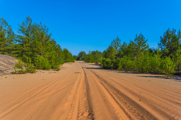 sandy road through a green pine forest