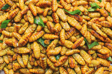 Fried pupa It is famous street food of Thailand.