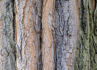 Close-up of tree bark background texture