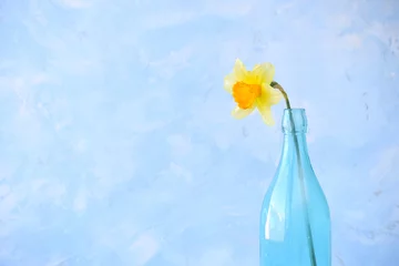 Keuken foto achterwand Narcis A flower of a daffodil in a blue bottle.  Bright colorful appearance, minimalism  