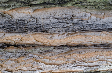 Close-up of tree bark background texture