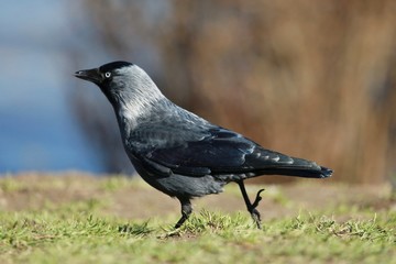 Adult black and grey jackdaw walking on green grass on  sunny day, blurry brown and blue background