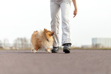 German dog trainer works with a sheetland sheepdog