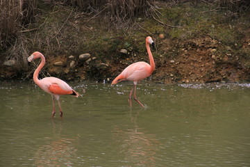 flamants roses