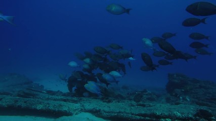 (Acanthurus xanthopterus) Yellowfin or purple Surgeonfish  in a shipwreck. reefs of the Sea of Cortez, Pacific ocean. Cabo Pulmo, Baja California Sur, Mexico. Cousteau named it The world's aquarium.