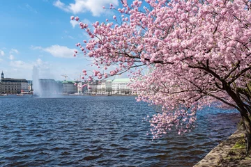 Wandcirkels Kersenbloesem blooming cherry tree at Alster lake shore in Hamburg, Germany on sunny springtime day  © Christian Horz