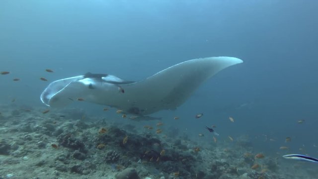 Group of Reef Manta Rays - Manta alfredi swims under water surface, Indian Ocean, Maldives
