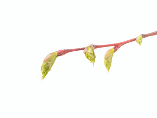 Obraz premium Linden tree bud on white