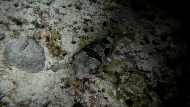 Black-blotched Porcupinefish - Diodon liturosus, night diving
