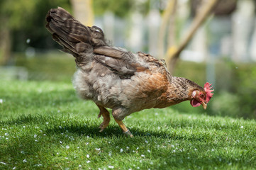 portrait of chicken in a Traditional free range poultry farming