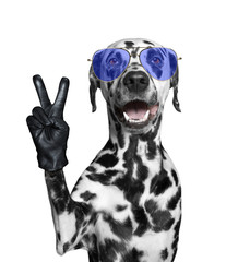 Dalmatian dog with victory fingers. Isolated on white