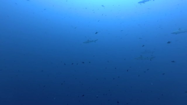 Group of Grey reef sharks - Carcharhinus amblyrhynchos swims in the blue ocean
