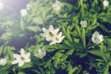 anemones in the meadow