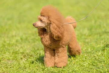 Poodle dog in the green park