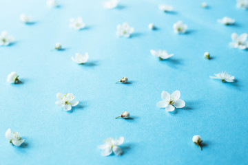 Small white spring flowers on a blue background are scattered. Spring comes concept