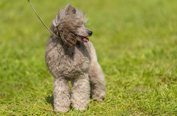 Poodle dog in the green park
