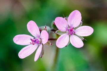 Erodium cicutarium. Flores. Pico de cigüeña, Relojes, Agujas.