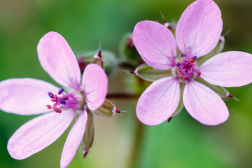 Fototapeta premium Flores de Erodium cicutarium. Pico de cigüeña, Relojes, Agujas.