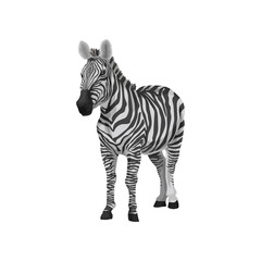 Fototapeta na wymiar Zebra wild african animal vector Illustration on a white background