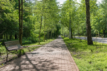 Beautiful urban alley with trees in the park in the morning sun in the summer