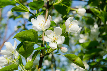 Branches of apple-tree with white flowers against a blue spring sky