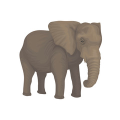 Fototapeta premium Elephant wild safari animal vector Illustration on a white background