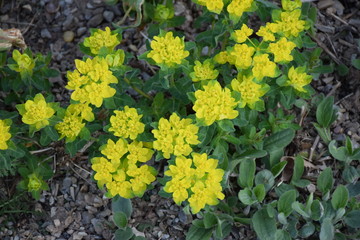 Euphorbia epithymoides, Wolfsmilch