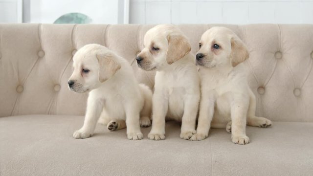 Portrait of labrador puppies on a sofa