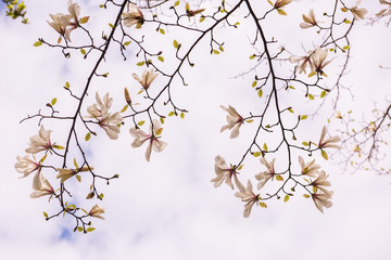 Branches of a blossoming magnolia against the sky.
