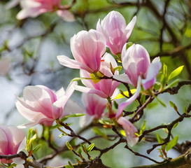 Obraz na płótnie Canvas Closeup of Magnolia Flower at Blossom
