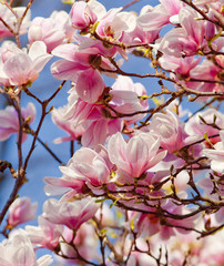 Closeup of Magnolia Flower at Blossom