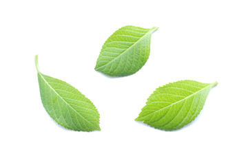 Obraz premium 木の葉 新緑 白背景