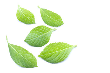 木の葉 新緑 白背景