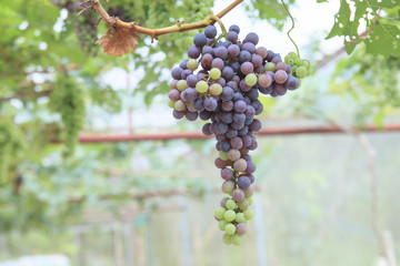 grape.
