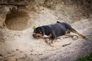 Fototapete bei efototapeten.de bestellen   