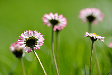 Gänseblümchen im Gegenlicht
