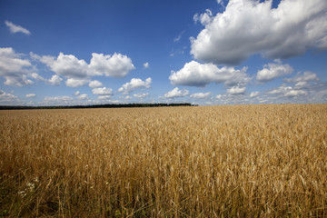 Field of wheat and blue cloudy sky