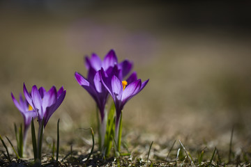 Crocus (plural: crocuses or croci) is a genus of flowering plants in the iris family. Flowers close-up on a blurred natural background.