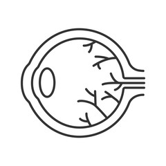 Eye anatomy linear icon