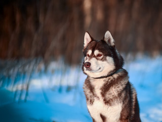 Husky winter portrait