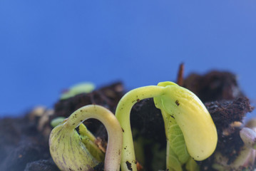 small green bean plants growing in ground germinating from seeds springtime summer nature process