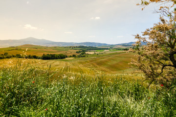 Fototapeta premium View Of Val d'Orcia On A Beautiful Summer Day