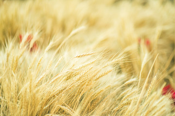art golden wheat field and sunny day