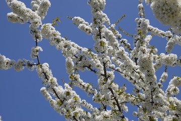 Prunus avium Flowering cherry. Cherry flowers on a tree branch