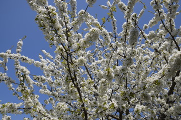Prunus avium Flowering cherry. Cherry flowers on a tree branch