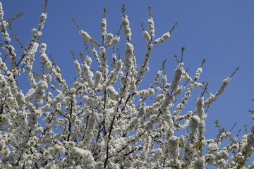 Prunus avium Flowering cherry. Cherry flowers on a tree branch