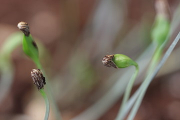 small green plant growing in ground germinating from seeds springtime summer nature process
